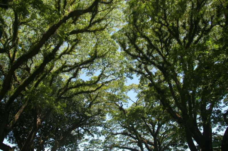 Croissance libérée